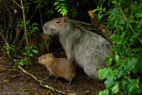 Image of Capybara