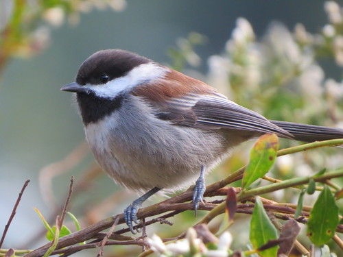 Image of Chestnut-backed Chickadee