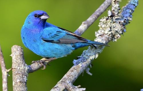 Image of Indigo Bunting