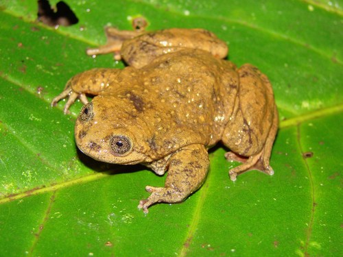 Image of Yuracare Water Frog