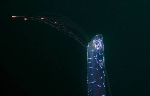 Image of Oarfish