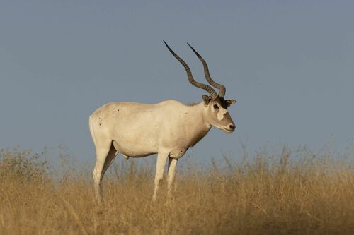 Image of Addax