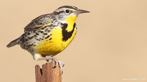 Image of Western Meadowlark