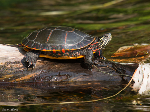 Image of Painted Turtle