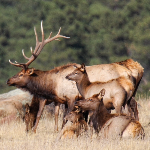 Image of Elk