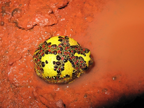 Image of Crucifix Toad