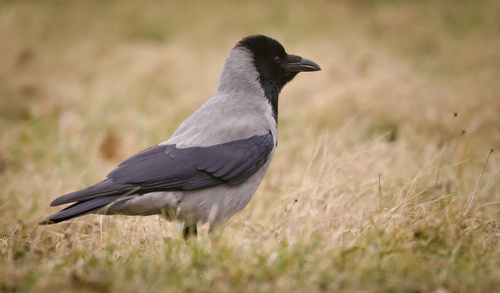 Image of Hooded Crow