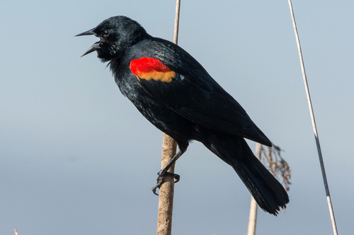 Image of Red-winged Blackbird