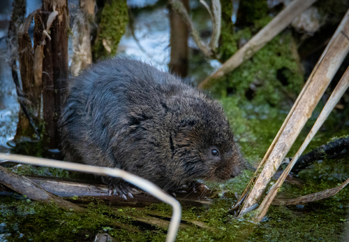 Image of European Water Vole