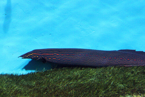 Image of Fire Eel