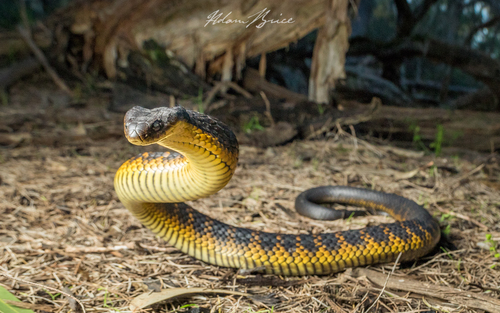 Image of Tiger Snake