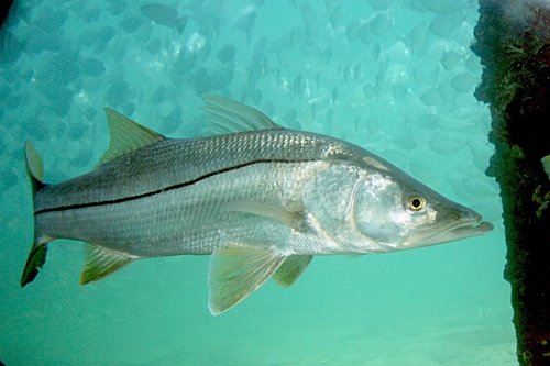 Image of Common Snook