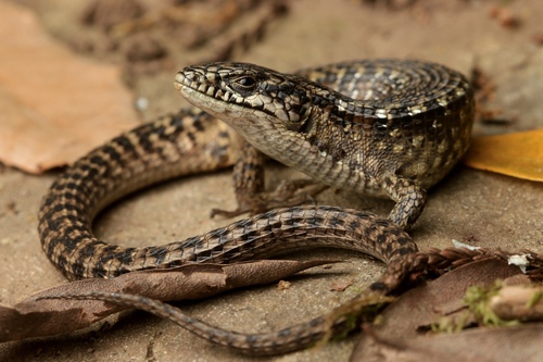 Image of Northern Alligator Lizard