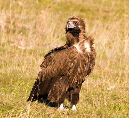 Image of Cinereous Vulture