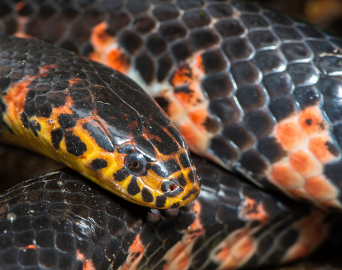 Image of Red-bellied Mudsnake