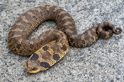 Image of Eastern Hog-nosed Snake