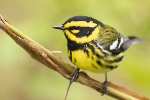 Image of Townsend's Warbler