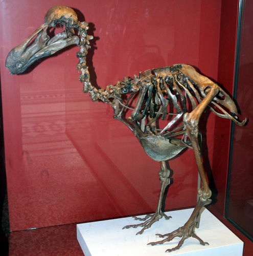 Image of Dodo