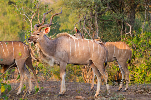 Image of Greater Kudu