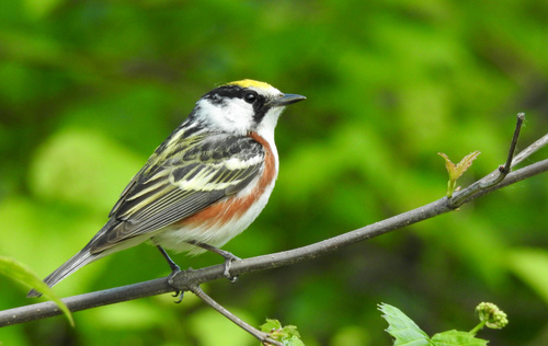 Image of Chestnut-sided Warbler