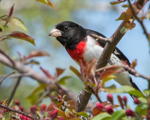 Image of Rose-breasted Grosbeak