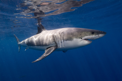 Image of Great White Shark