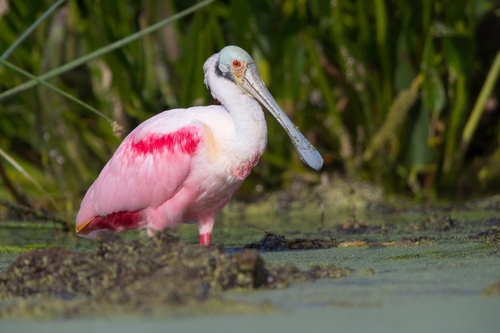 Image of Roseate Spoonbill