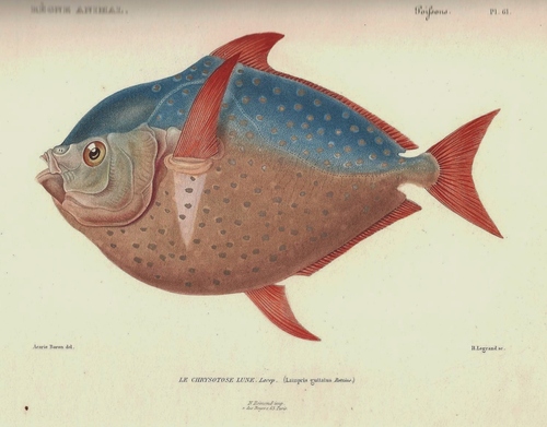 Image of Opah