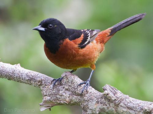 Image of Orchard Oriole