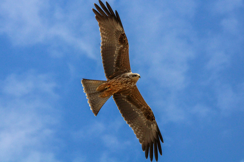 Image of Black Kite