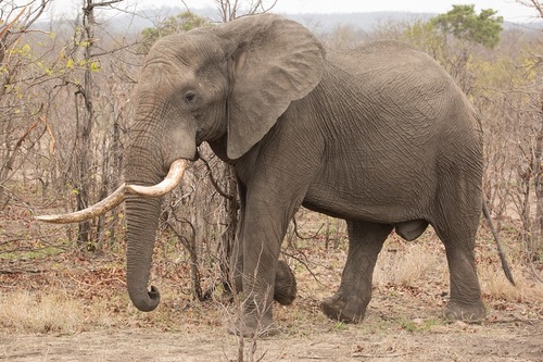 Image of African Elephant