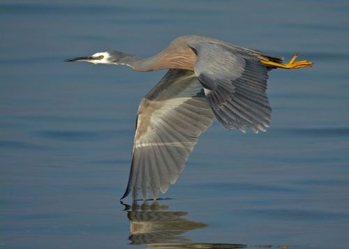 Image of White-faced Heron