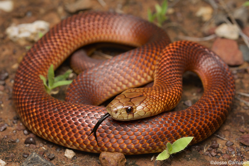 Image of King Brown Snake