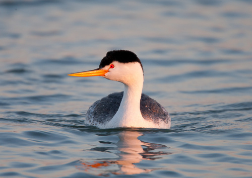 Image of Clark's Grebe