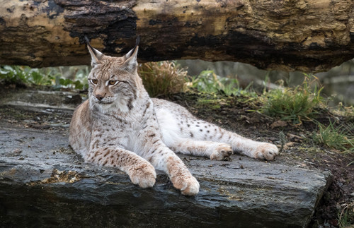 Image of Eurasian lynx