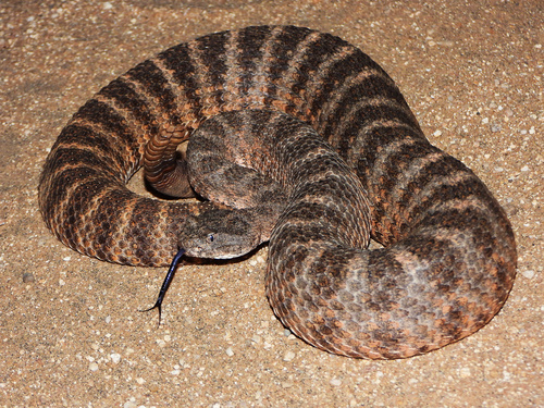 Image of Tiger Rattlesnake