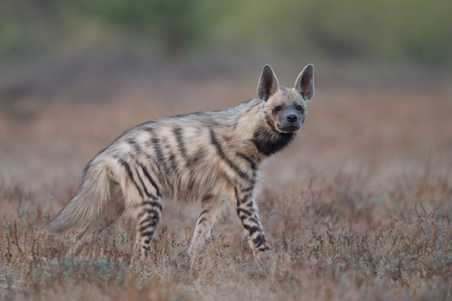 Image of Striped Hyena