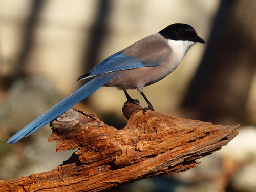 Image of Iberian Magpie