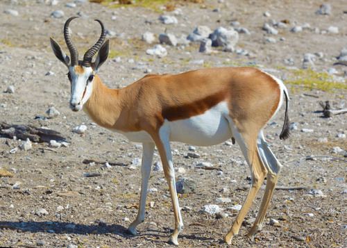 Image of Springbok