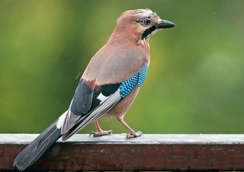 Image of Eurasian Jay