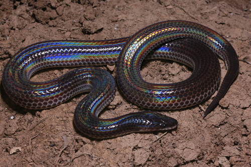 Image of Sunbeam Snake