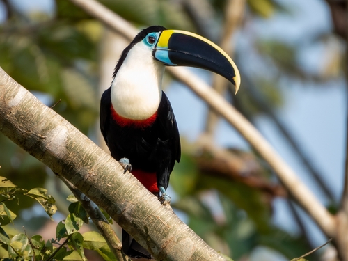 Image of White-throated Toucan