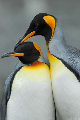 Image of King Penguin