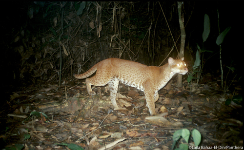 Image of African Golden Cat