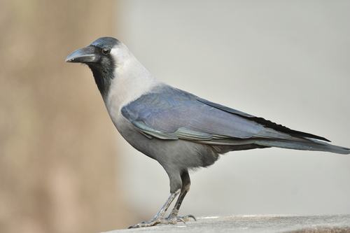 Image of House Crow