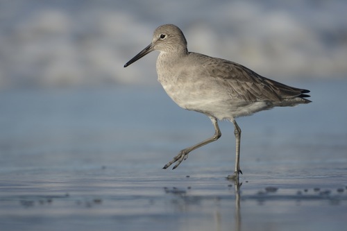 Image of Willet