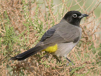 Image of White-spectacled Bulbul