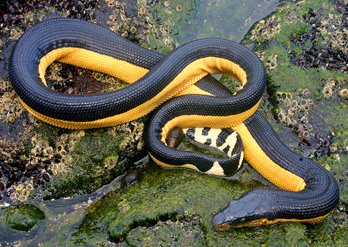 Image of Yellow-bellied Sea Snake