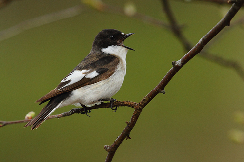 Image of European Pied Flycatcher