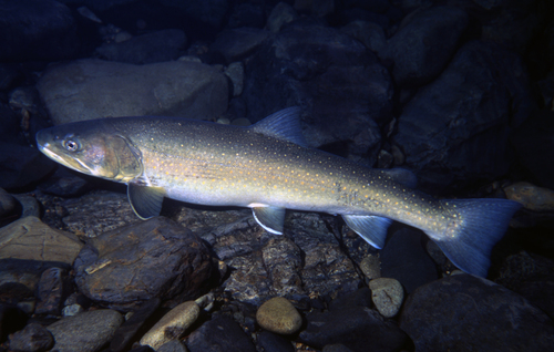 Image of Bull Trout